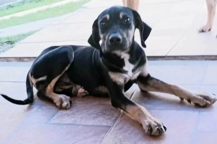 Cachorro raça Srd idade 2 a 6 meses nome Hope