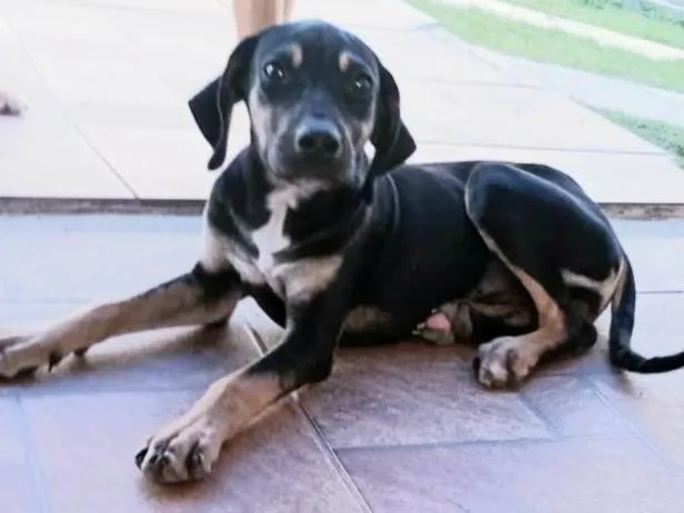 Cachorro raça Srd idade 2 a 6 meses nome Hope