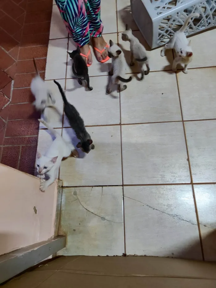 Gato raça Mestiço  idade 2 a 6 meses nome Sem nome