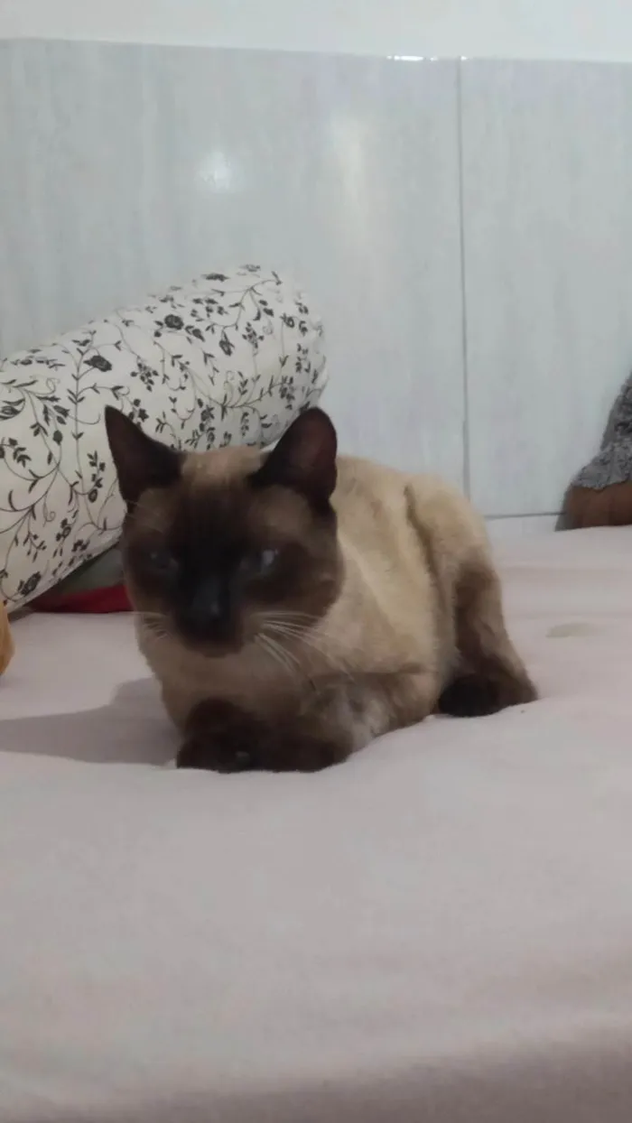 Gato ra a Ciames  idade 1 ano nome Kenai