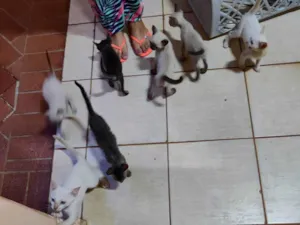 Gato raça Mestiço  idade 2 a 6 meses nome Sem nome