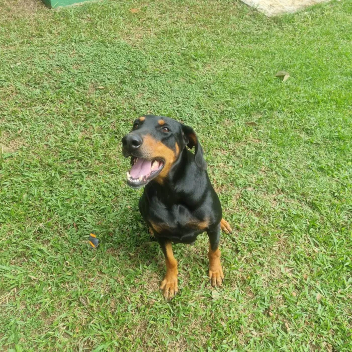 Cachorro ra a SRD-ViraLata idade 1 ano nome Ju