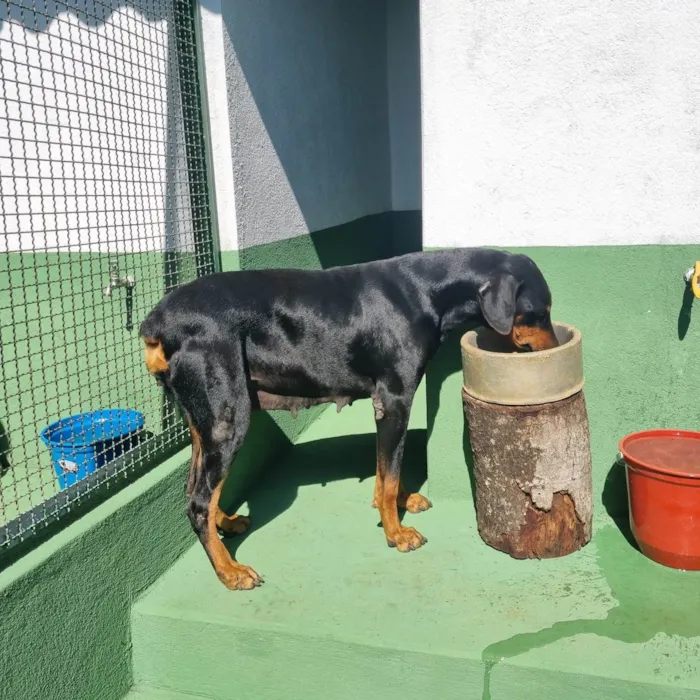 Cachorro ra a SRD-ViraLata idade 1 ano nome Ju