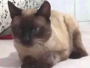 Gato raça Ciames  idade 1 ano nome Kenai