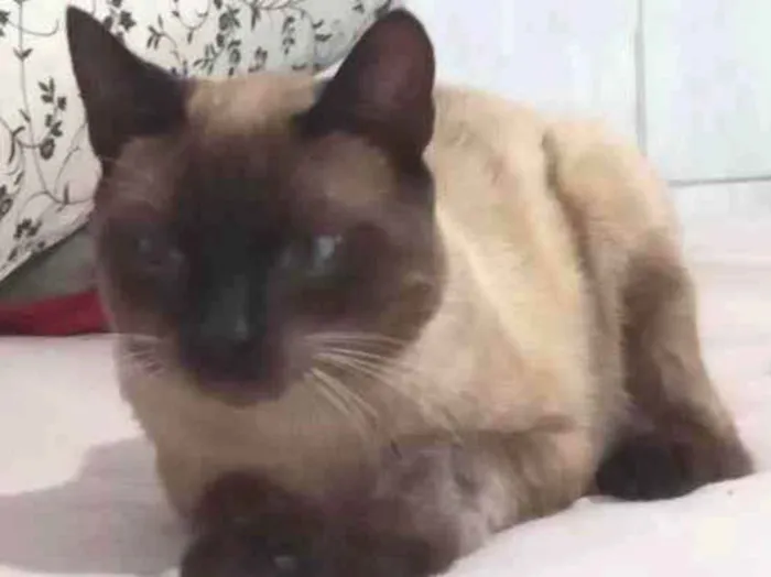 Gato ra a Ciames  idade 1 ano nome Kenai