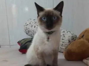 Gato raça Ciames  idade 7 a 11 meses nome Mingal