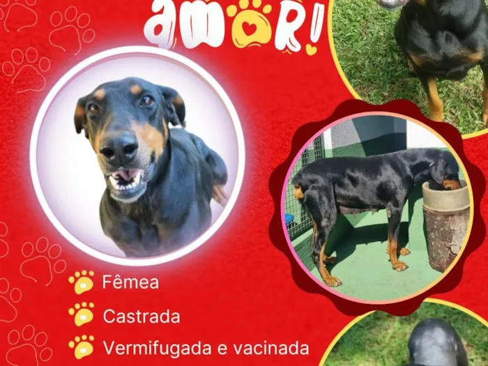 Cachorro ra a SRD-ViraLata idade 1 ano nome Ju