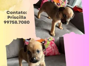 Cachorro raça SRD idade Abaixo de 2 meses nome Angel 