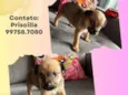 Cachorro raça SRD idade Abaixo de 2 meses nome Angel 