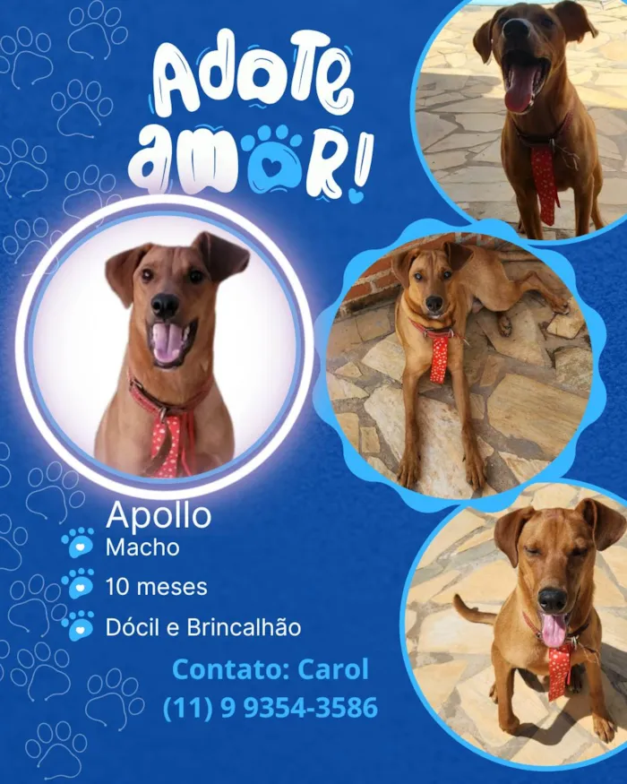 Cachorro ra a SRD-ViraLata idade 7 a 11 meses nome Apollo