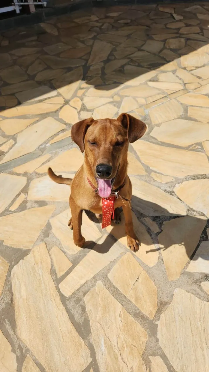 Cachorro ra a SRD-ViraLata idade 7 a 11 meses nome Apollo