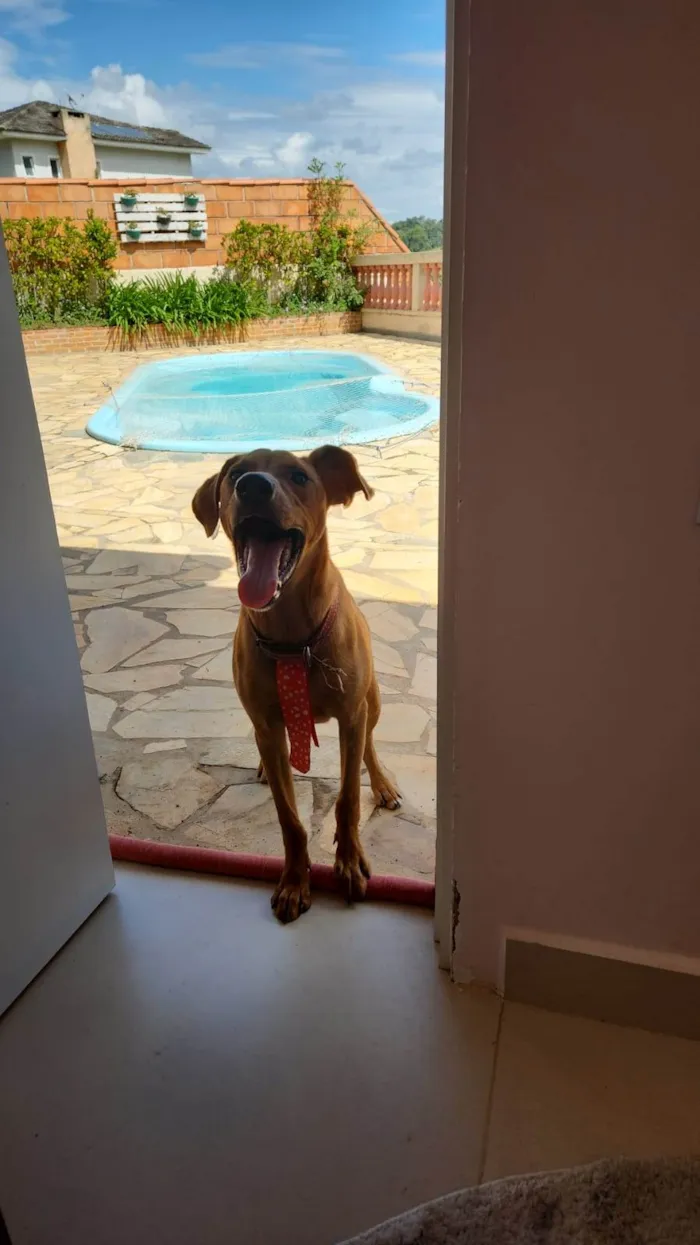 Cachorro ra a SRD-ViraLata idade 7 a 11 meses nome Apollo