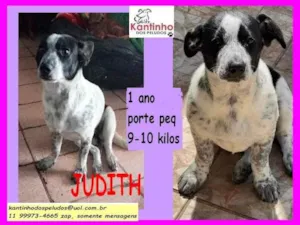 Cachorro raça SRD idade 1 ano nome Judith 