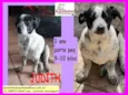 Cachorro raça SRD idade 1 ano nome Judith 