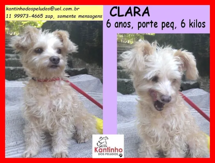 Cachorro raça SRD idade 6 ou mais anos nome Clara