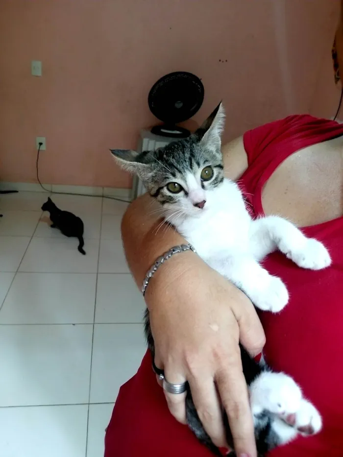 Gato ra a SRD-ViraLata idade 2 a 6 meses nome Tigre