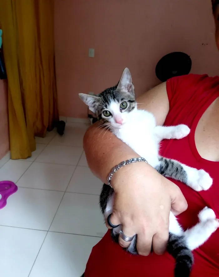 Gato ra a SRD-ViraLata idade 2 a 6 meses nome Tigre