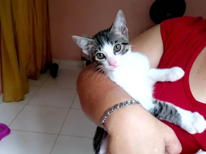 Gato ra a SRD-ViraLata idade 2 a 6 meses nome Tigre