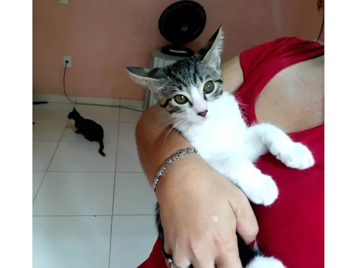 Gato ra a SRD-ViraLata idade 2 a 6 meses nome Tigre