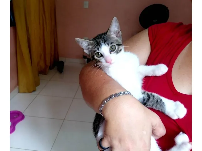 Gato ra a SRD-ViraLata idade 2 a 6 meses nome Tigre