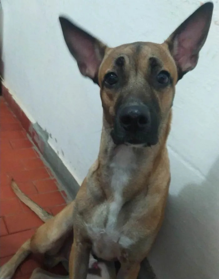 Cachorro ra a Viralata com pastor alemão  idade 7 a 11 meses nome Thor