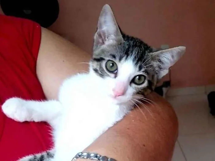 Gato ra a SRD-ViraLata idade 2 a 6 meses nome Tigre