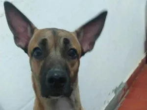 Cachorro raça Viralata com pastor alemão  idade 7 a 11 meses nome Thor
