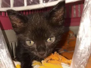 Gato raça SRD-ViraLata idade Abaixo de 2 meses nome MARIA FLOR