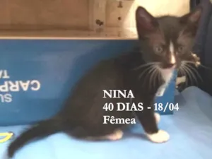 Gato raça SRD-ViraLata idade Abaixo de 2 meses nome NINA