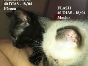 Gato raça SRD-ViraLata idade Abaixo de 2 meses nome FLASH