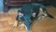 Kito