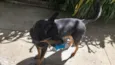 Kito