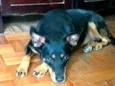 Kito