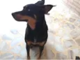 Kito