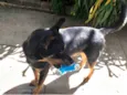 Kito