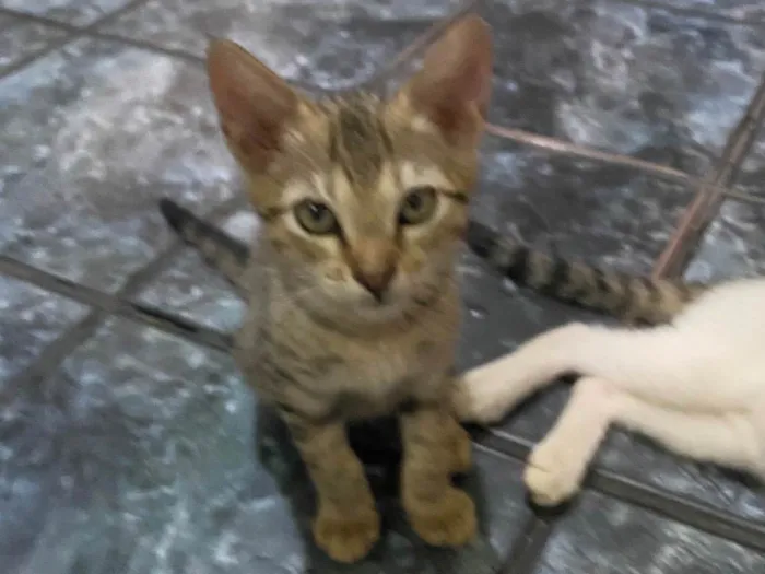 Gato ra a SRD-ViraLata idade 2 a 6 meses nome Rajado