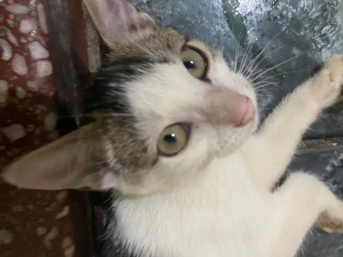 Gato ra a SRD-ViraLata idade 2 a 6 meses nome Buchudo