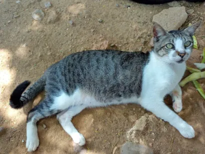 Gato raça SRD-ViraLata idade 2 a 6 meses nome Manchinha