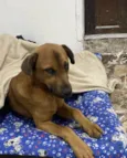 Cachorro raça Indefinida  idade 2 anos nome Augustinho 