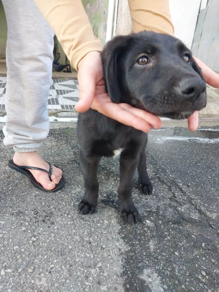 Cachorro raça SRD-ViraLata idade 2 a 6 meses nome Não temos 