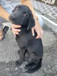 Cachorro raça SRD-ViraLata idade 2 a 6 meses nome Não temos 