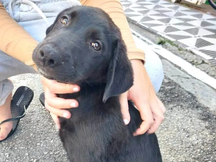 Cachorro raça SRD-ViraLata idade 2 a 6 meses nome Não temos 