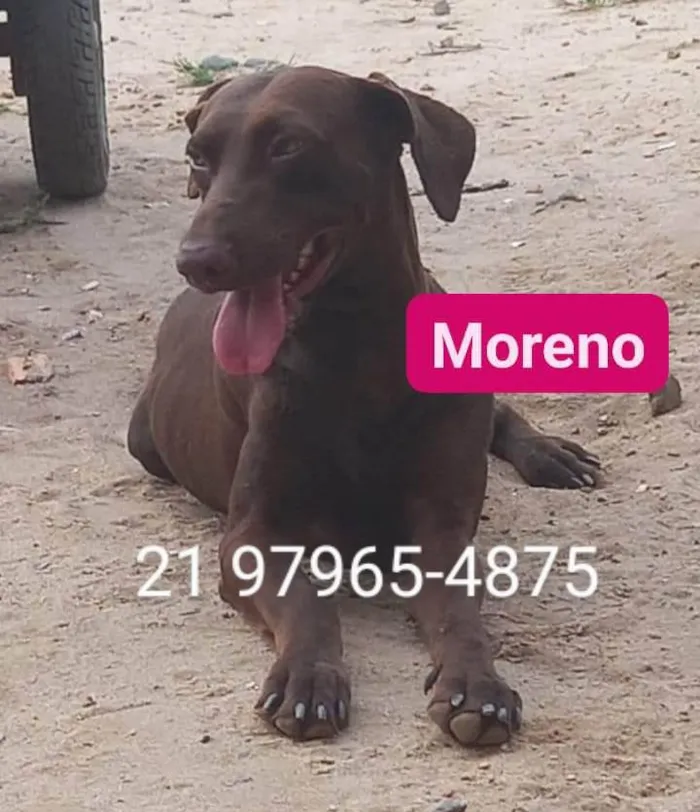 Cachorro ra a SRD-ViraLata idade 7 a 11 meses nome Moreno