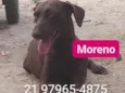 Moreno