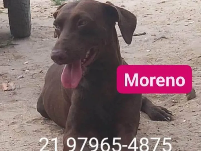 Cachorro ra a SRD-ViraLata idade 7 a 11 meses nome Moreno