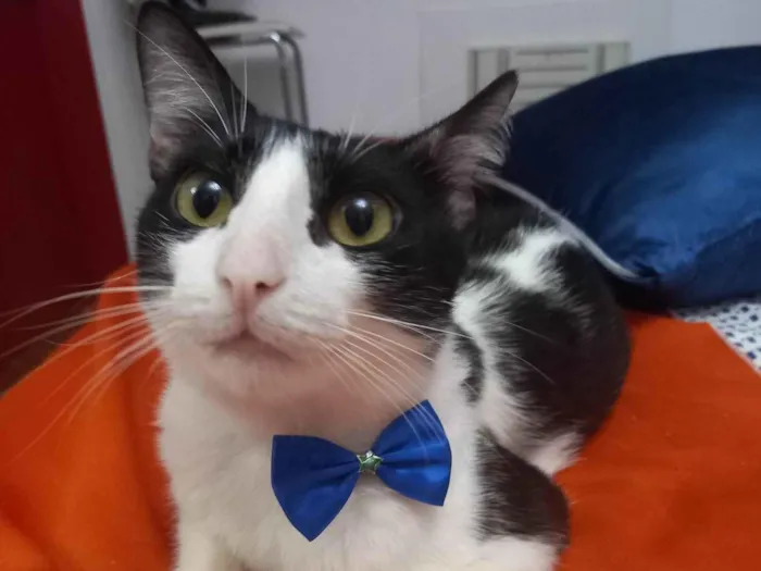 Gato ra a FRAJOLA idade 1 ano nome GONLIN