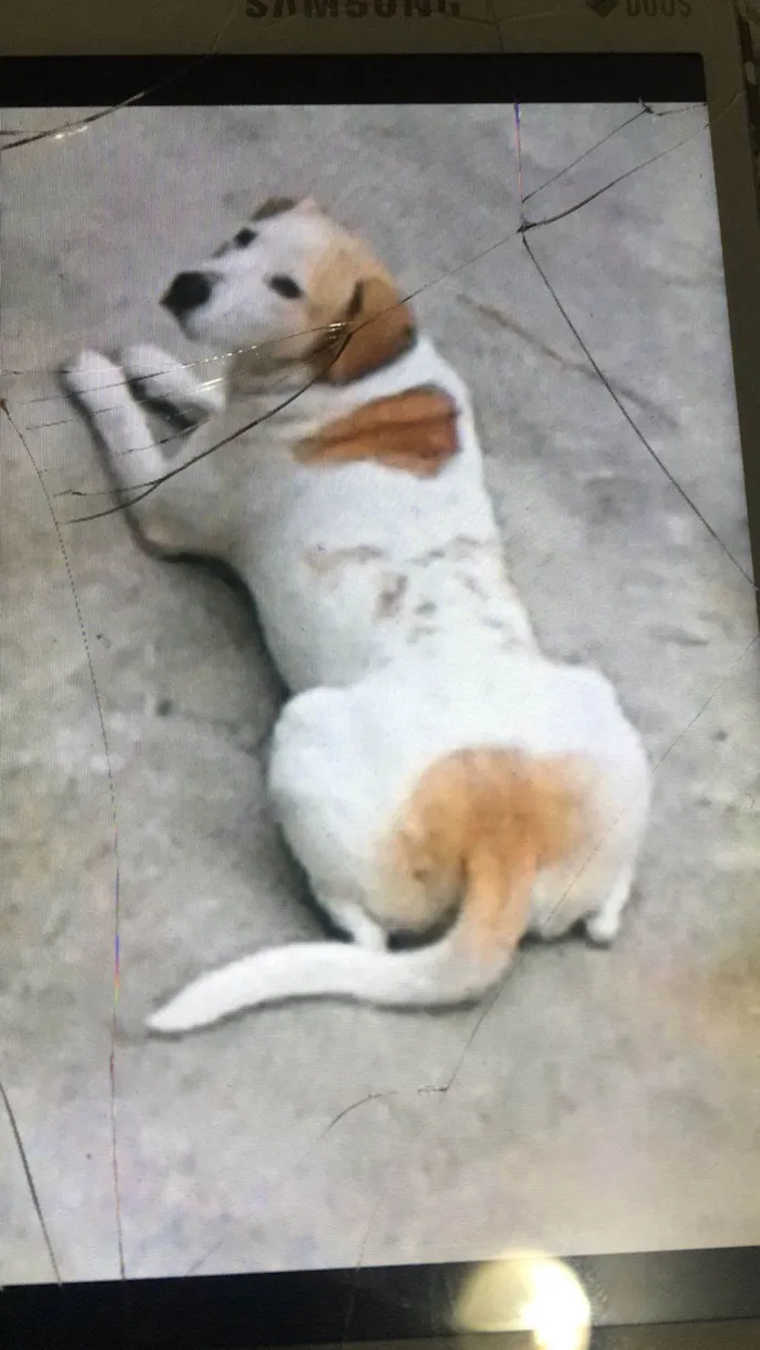 Cachorro ra a SRD-ViraLata idade 6 ou mais anos nome Toby