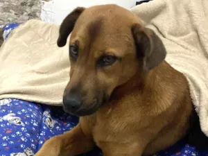 Cachorro raça Indefinida  idade 2 anos nome Augustinho 