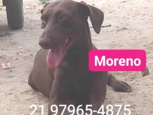 Cachorro raça SRD-ViraLata idade 7 a 11 meses nome Moreno