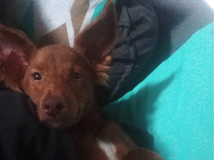 Cachorro ra a SRD-ViraLata idade 7 a 11 meses nome Ainda não tem nome